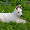 Betty als Welpe